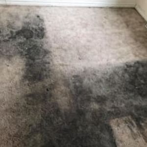 Carpet Cleaning Methods | Best Carpet Cleaners Auckland
