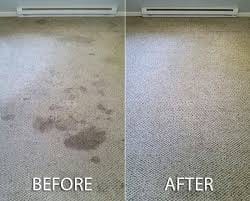carpet-cleaner-Auckland service gallery